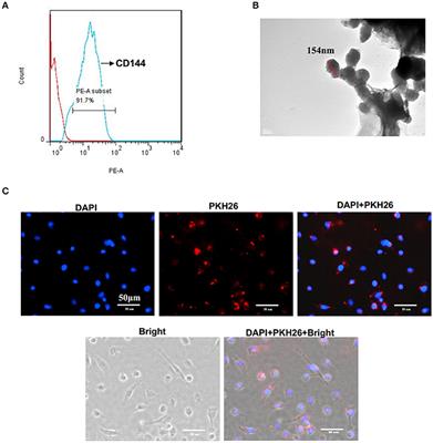 Microvesicles Derived from Inflammation-Challenged Endothelial Cells Modulate Vascular Smooth Muscle Cell Functions